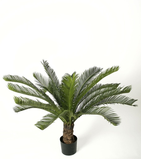 [1075-110] cycas palm 