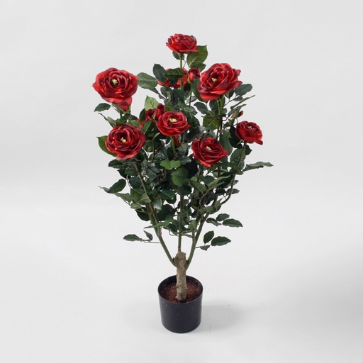 Rose Tree