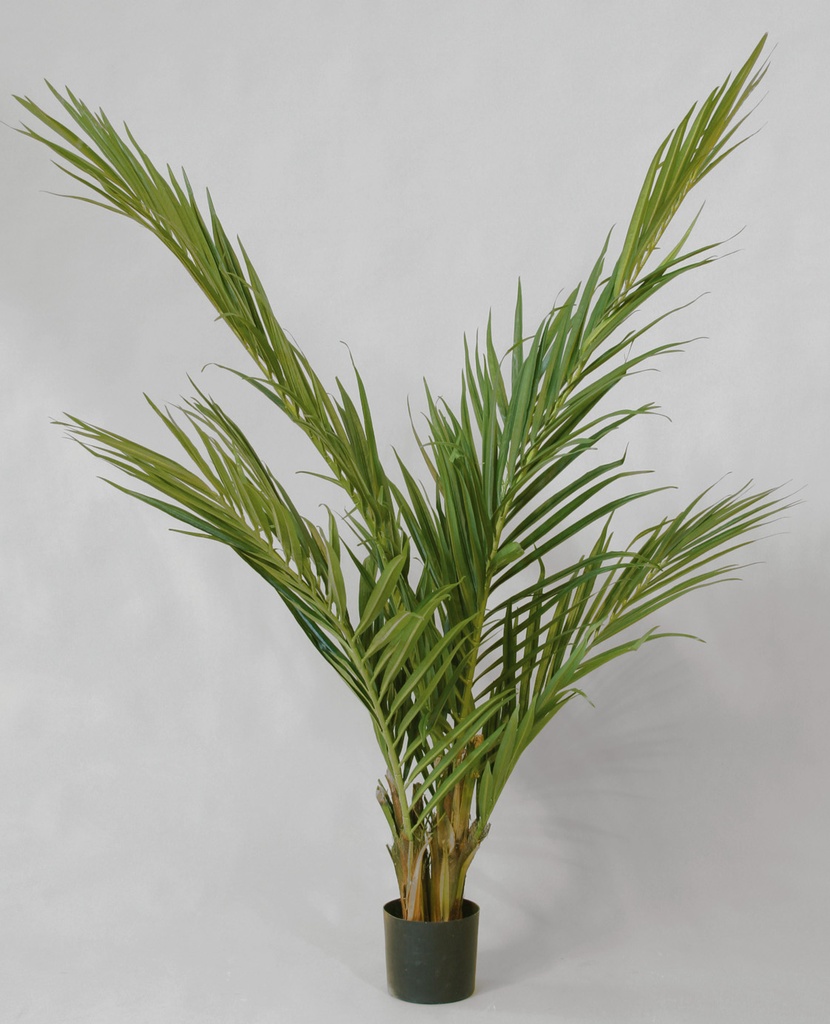 majesty palm 