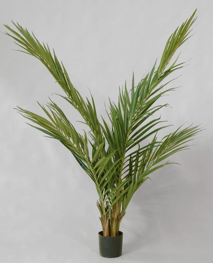 majesty palm 
