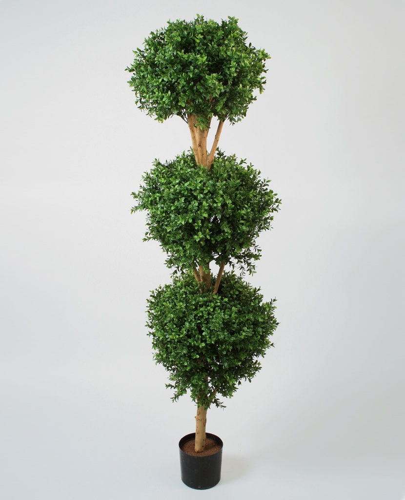 boxwood three head 