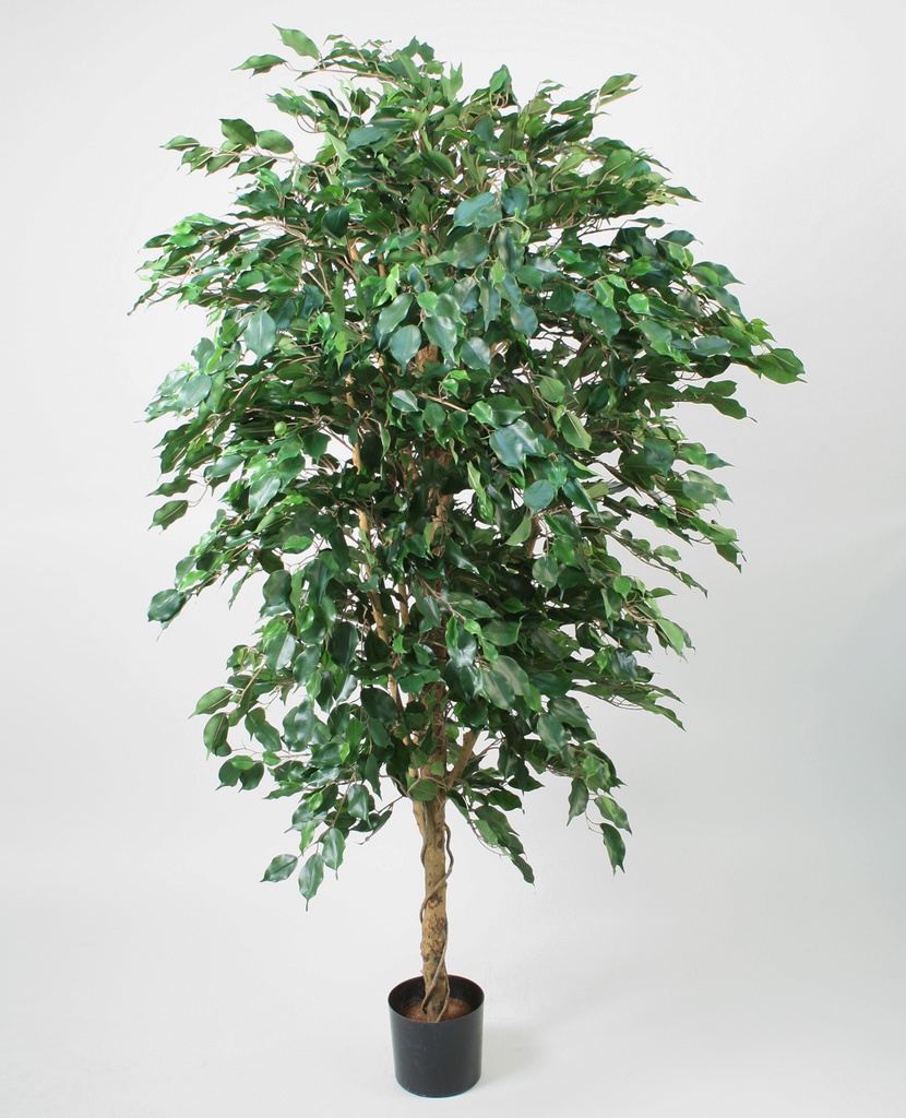 ficus 