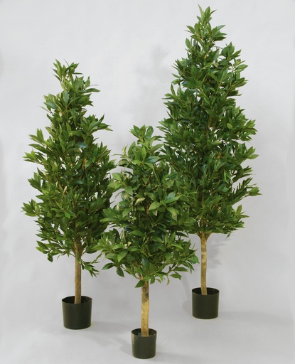 laurel 