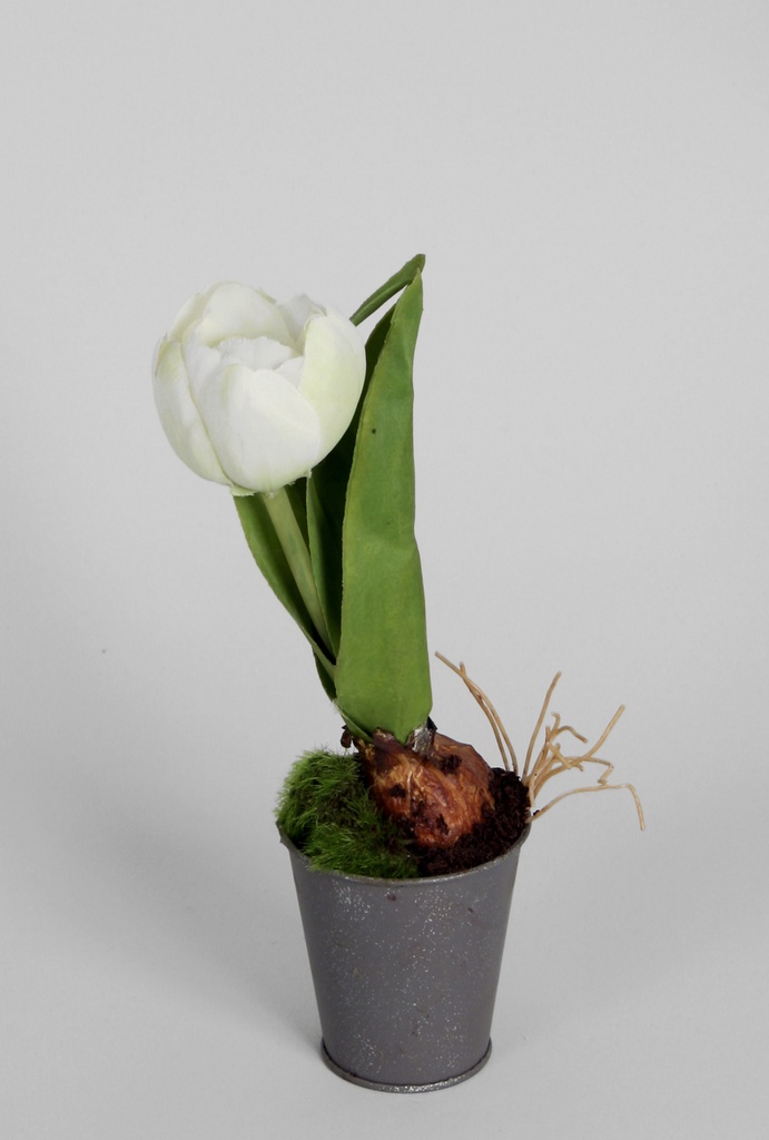 Tulip Potted
