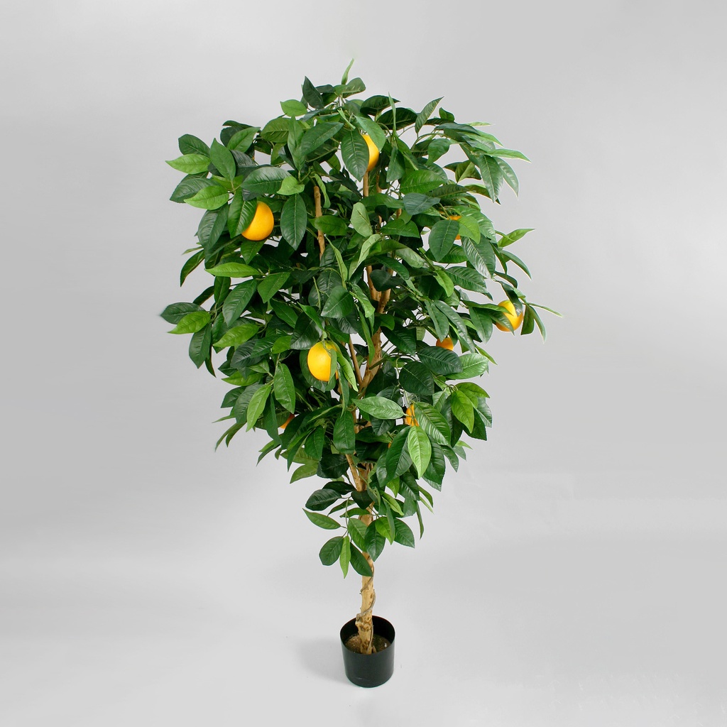 Orange tree 
