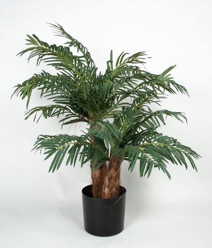 [62-090] cycas palm 
