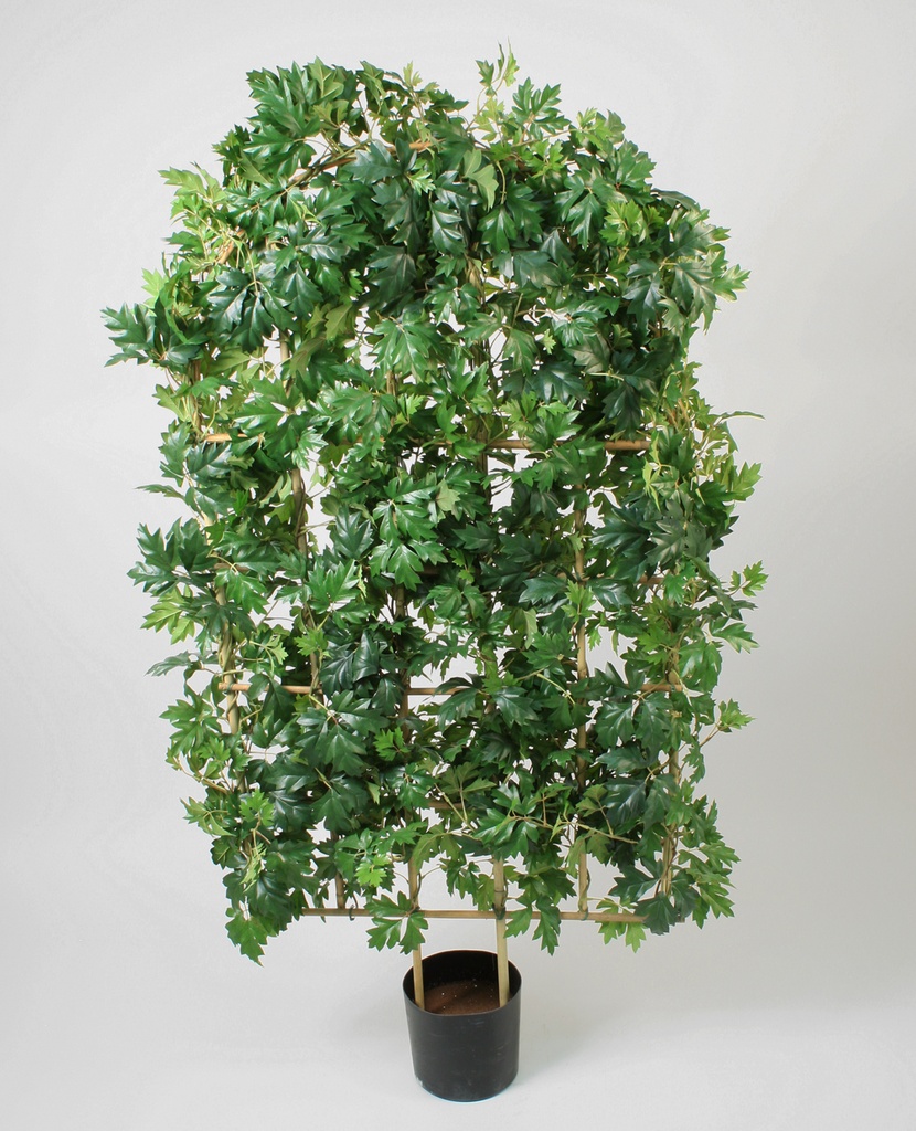 cissus hedge 