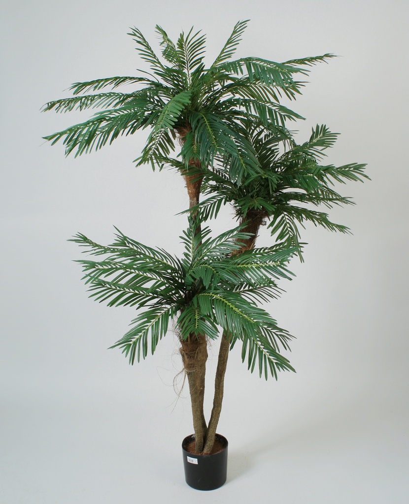 cycas palm 