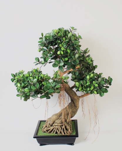 bonsai panda 