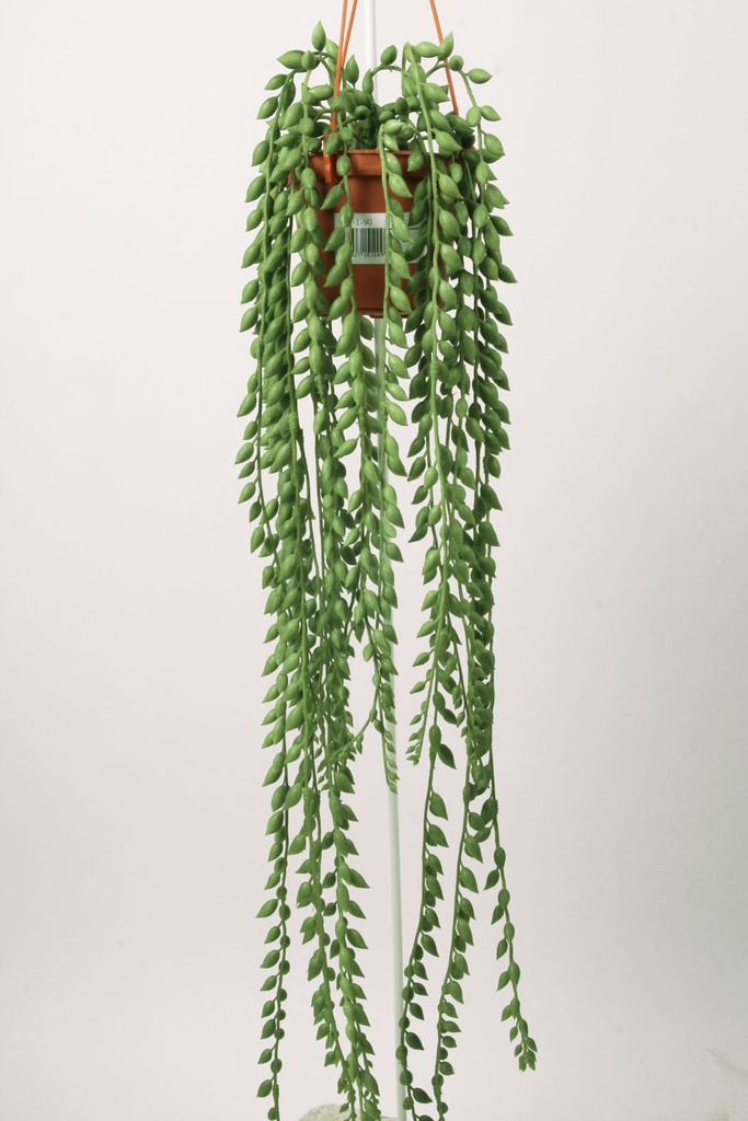 senecio 