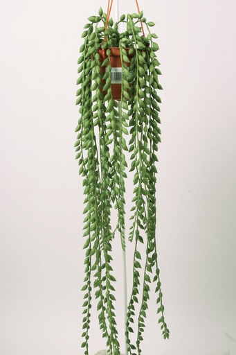 senecio 