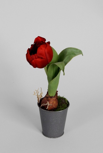 Tulip Potted
