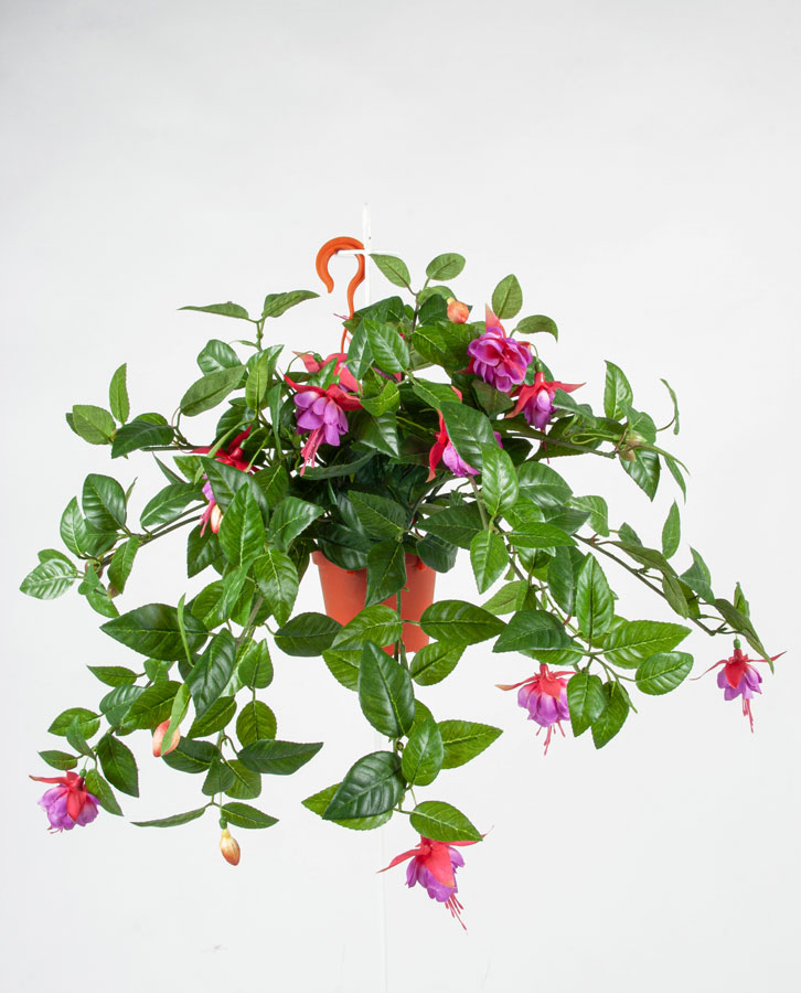 fuschia 