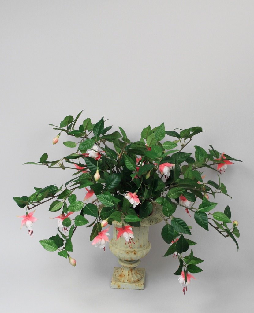 Fuschia 