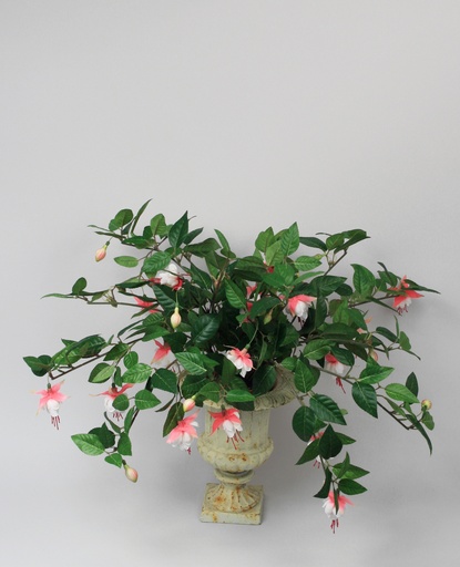 Fuschia 