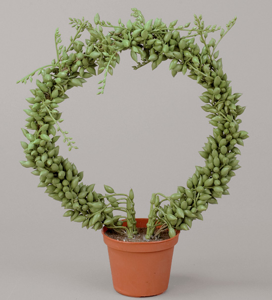 ring senecio 