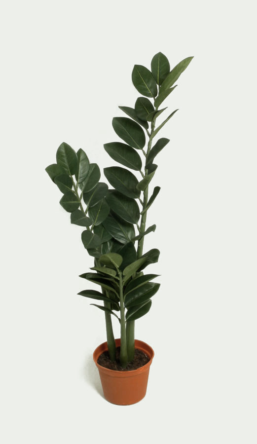 zamifolia 