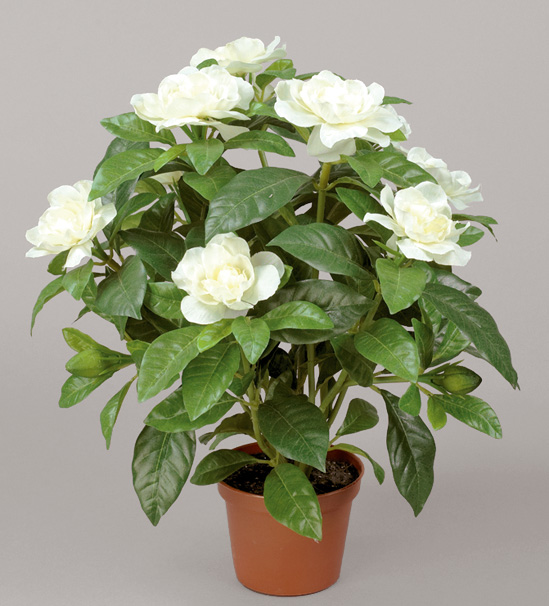 Gardenia 