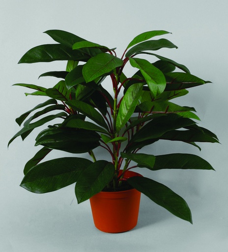 [199-40] schefflera 