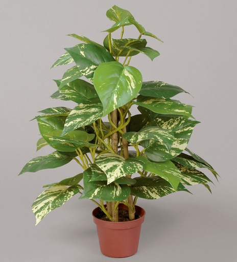 golden pothos 
