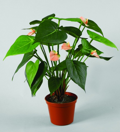[809-1-07] anthurium 