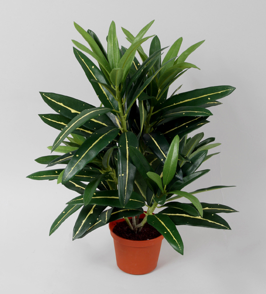 croton 