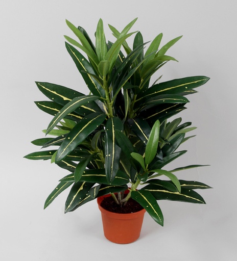 croton 