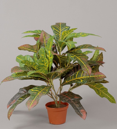 croton red 