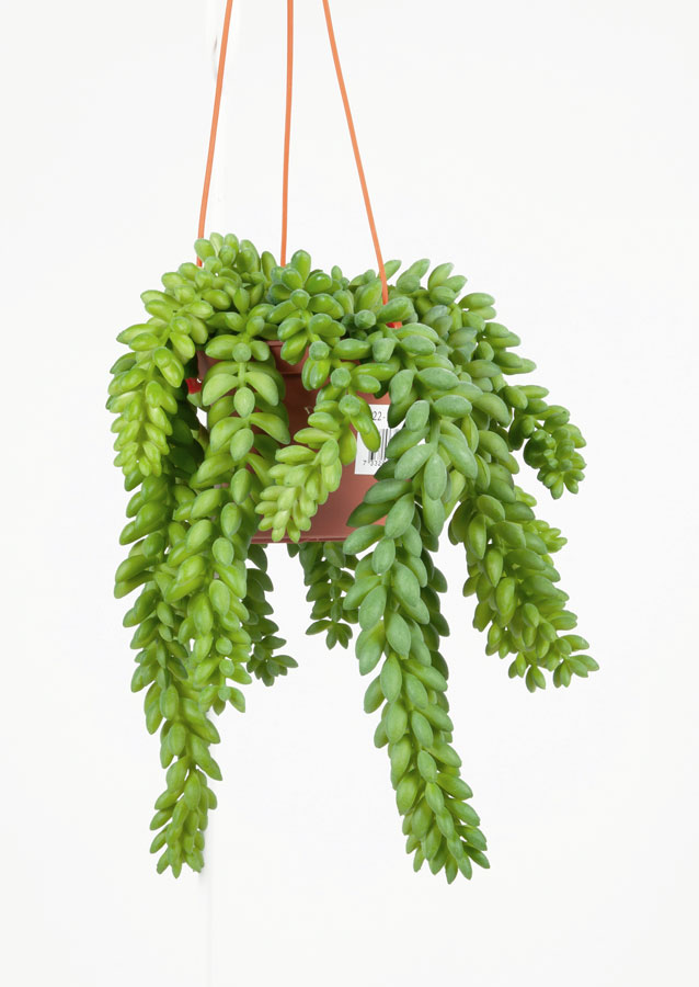 sedum 