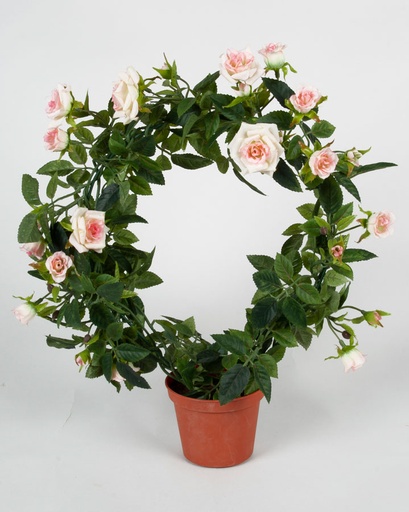 Mini Rose