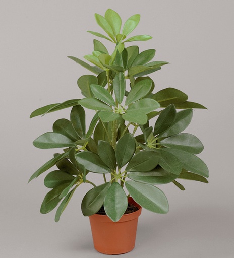 [831-1] schefflera 