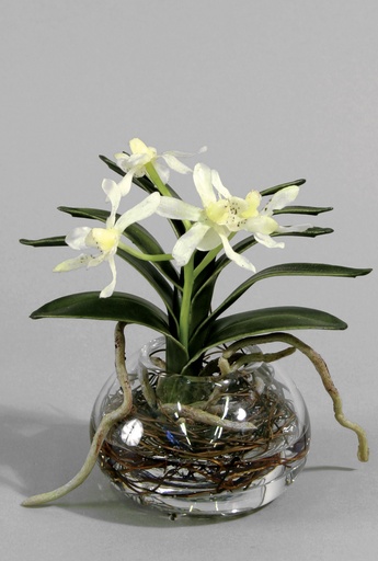 [844-4] wanda orchid in water 