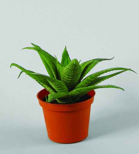[855-1] haworthia venosa 