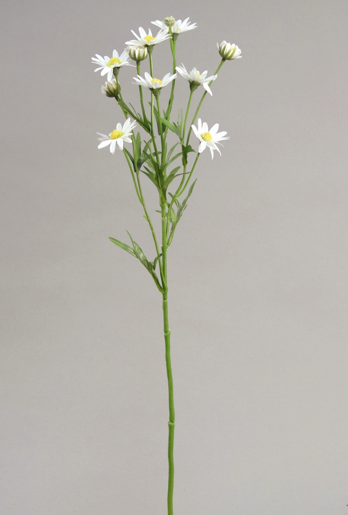 star aster 