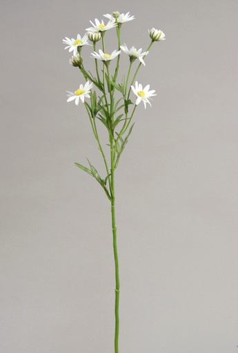 star aster 
