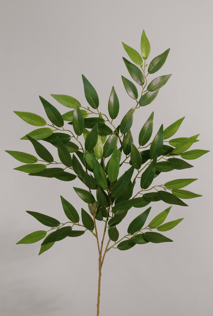 Ficus Nitida (French Ficus)