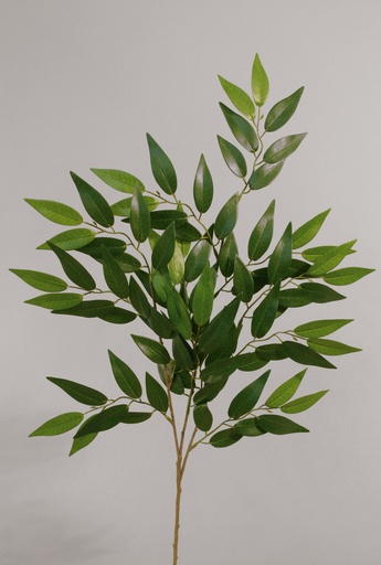 Ficus Nitida (French Ficus)