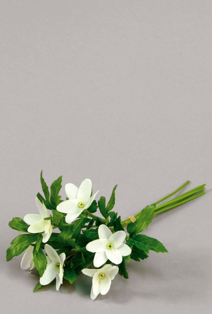 wood anemone 