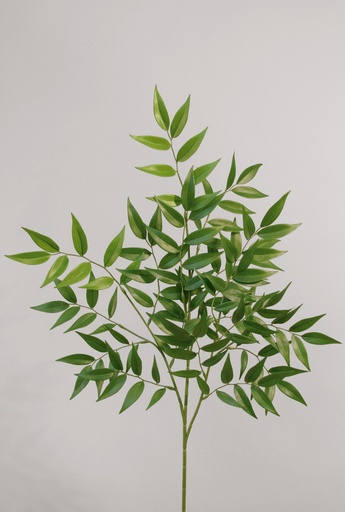 ruscus 