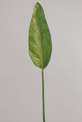 [9008] strelitzia leaf 