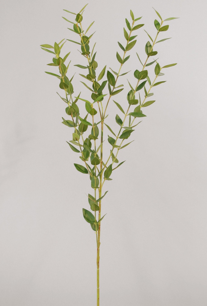 mini eucalyptus 