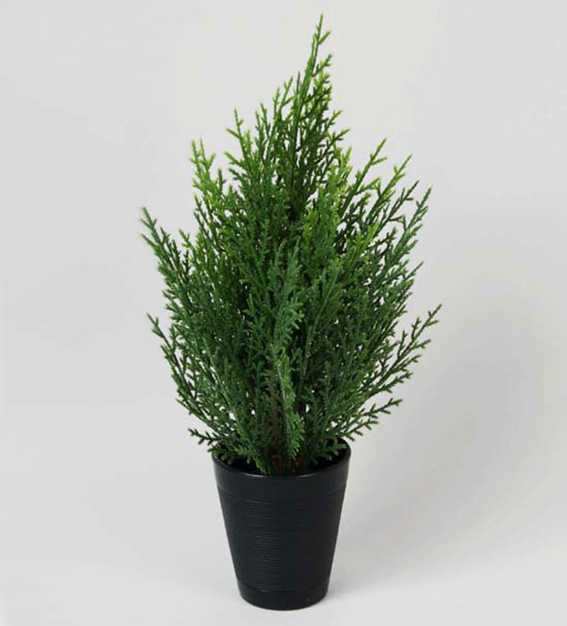 cypress 
