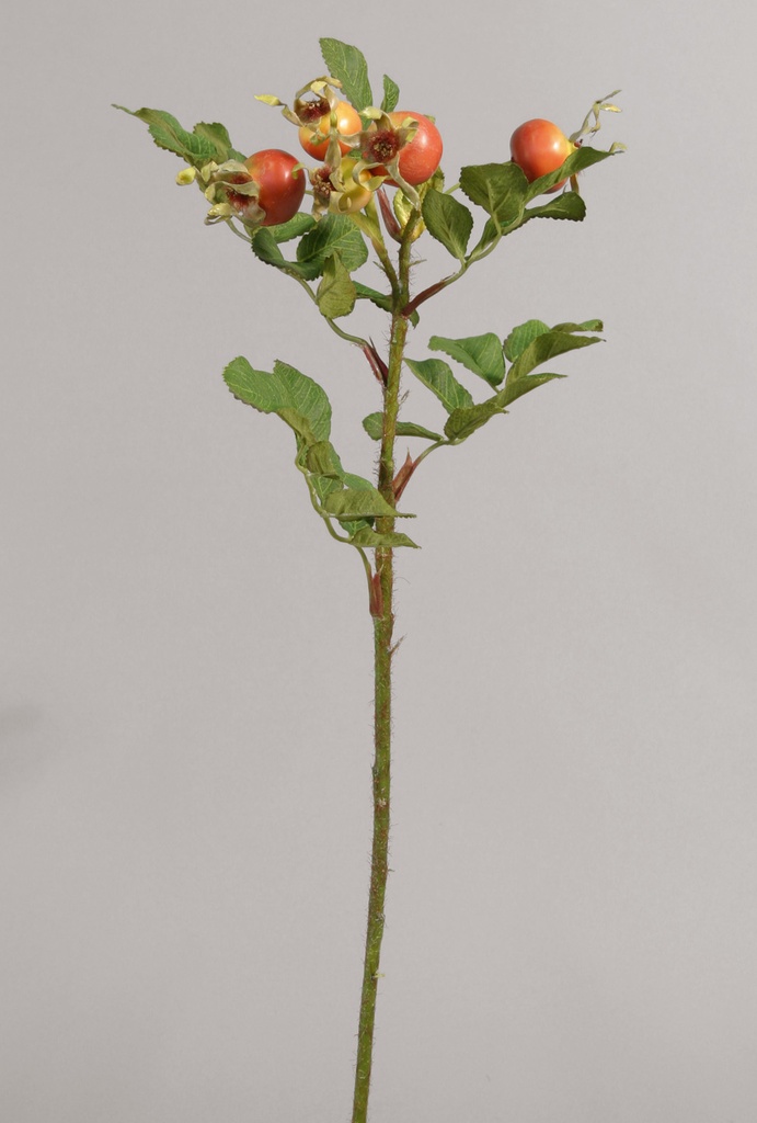 rosehip orange 