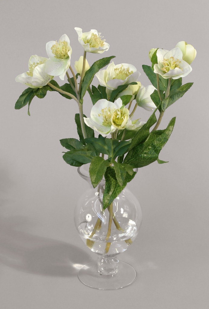 christmas rose in water cream 