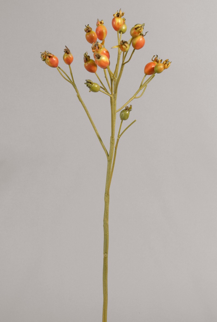 rosehip orange 