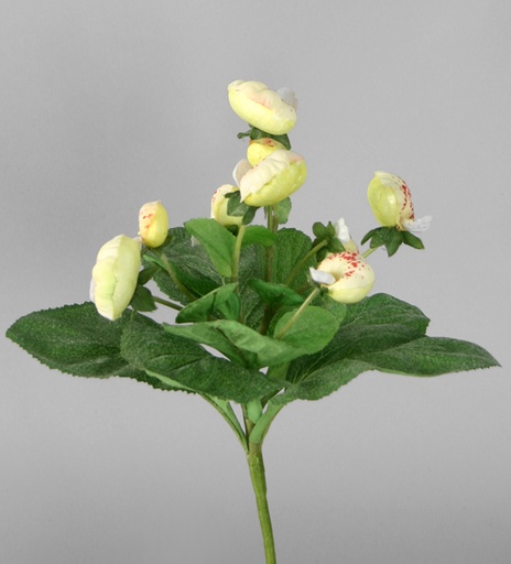 Pocket Book Plant