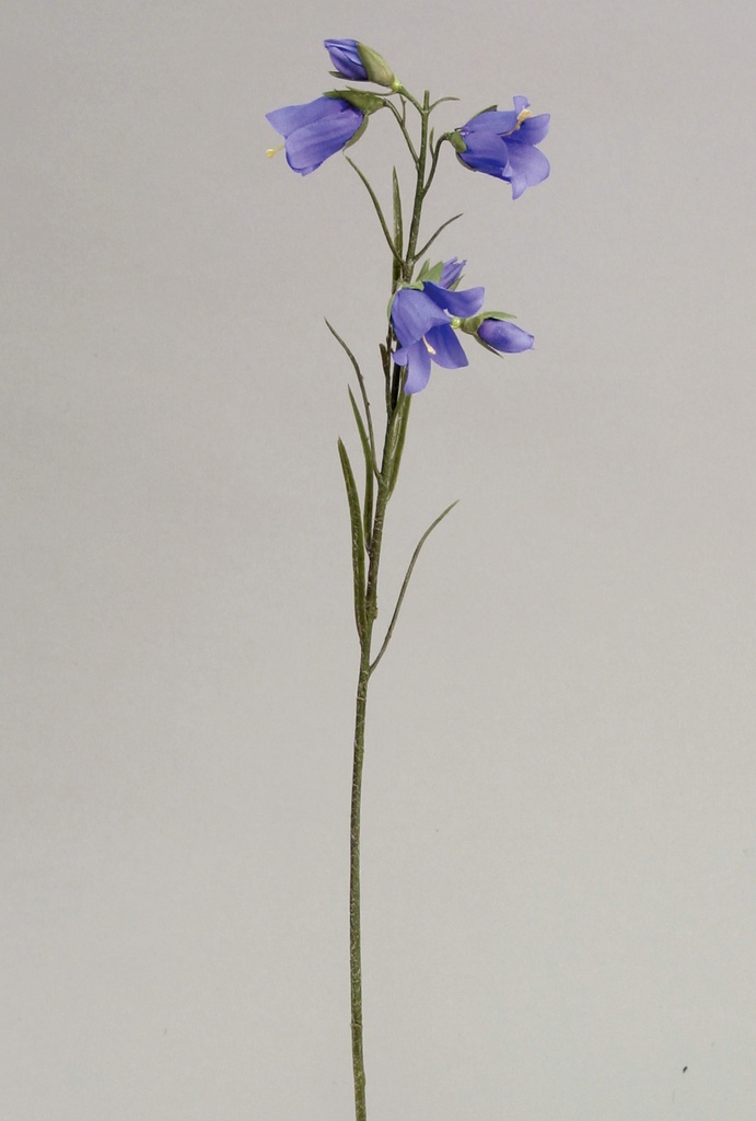 campanula 