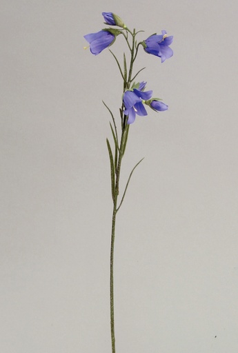 campanula 