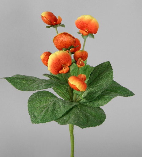 Pocket Book Plant