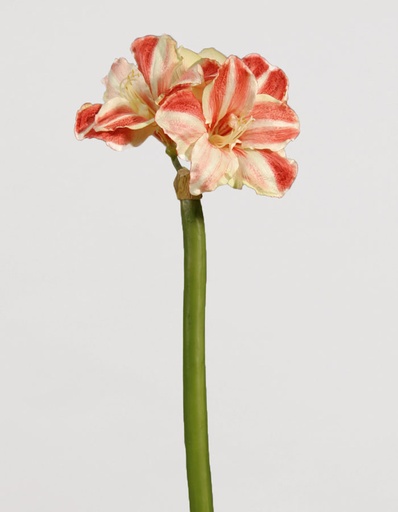 amaryllis cream pink 